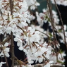 枝垂れ桜