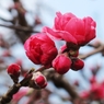 桜-04