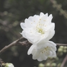 桜-03