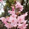 陽光桜04