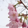 桜-02
