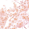春に包まれて…