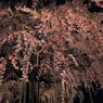 夜桜〜ドン！！