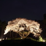 松国大山桜