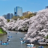 千鳥ヶ淵の桜2013　（１６）