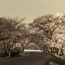 木曽川堤防道路の夜桜並木