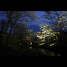 桜三昧21 忍野八海の桜と富士