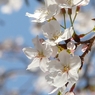 春桜