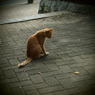 200908191常盤公園猫3