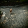 200908191常盤公園猫