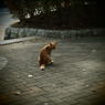 200908191常盤公園猫2