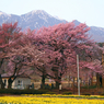 桜と水仙とアルプス。