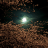 十六夜の夜桜
