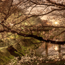 新境川の夜桜（百十郎桜）