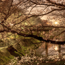 新境川の夜桜（百十郎桜）
