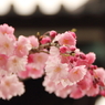 Sakura4