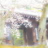 知恩院・桜