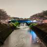 三井龍神橋から新境川の桜並木