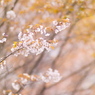 春色
