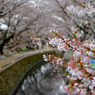 葉桜