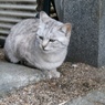 しかとする猫ちゃん