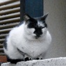 落ち着きのある猫ちゃん