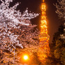 Sakura便り from Tokyo #4