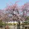 桜-12