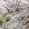 桜-03