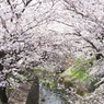 桜-04
