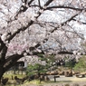 桜-06