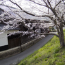 井原堤_桜２