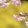 彼岸桜