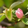 可憐な花梨の花