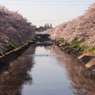 百十郎桜（満開の朝①）