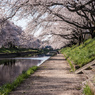 百十郎桜（満開の朝②）