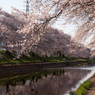 百十郎桜（満開の朝③）