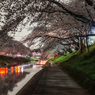 百十郎桜（満開の夜②）