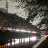 百十郎桜（満開の夜③）