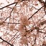 見上げ桜。