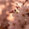夕桜。