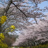 春満開(LEICA Ver,)