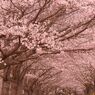 お花見サイクリング