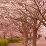 春休みの日曜日の早朝の散歩。