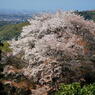天空に咲く山桜