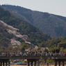 桜滝を眺め