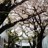 桜道
