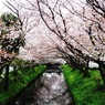 桜並木