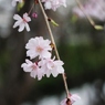春の美