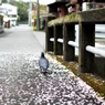 お花見